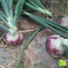 河南临颍红皮洋葱欢迎合作