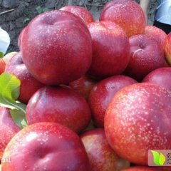 蒲城羌白朱良喜5月中油9号油桃