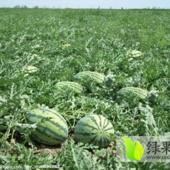 2015蒲城西瓜钱多人傻速来抢购