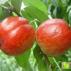 蒲城油桃早买早赚,羌白朱良喜诚信合作