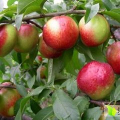 蒲城羌白朱良喜5月中油5号油桃