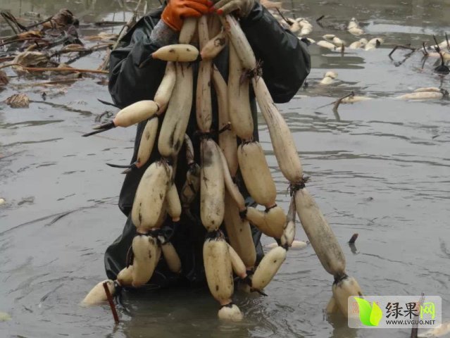 供应平邑高恩德7月泰国花奇莲藕种