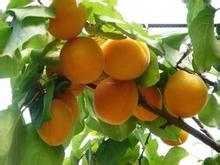 陕西大荔杏子是名优特产