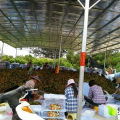 广东阳西玉荷包荔枝代办