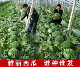 蒲城龙阳蔡发才5月冠龙西瓜