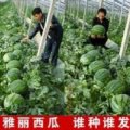 蒲城龙阳蔡发才5月冠龙西瓜