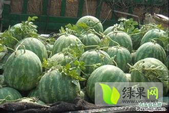 蒲城西瓜早买早赚,龙阳蔡发才诚信合作