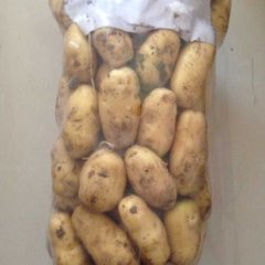 山东省泗水县陆地荷兰土豆