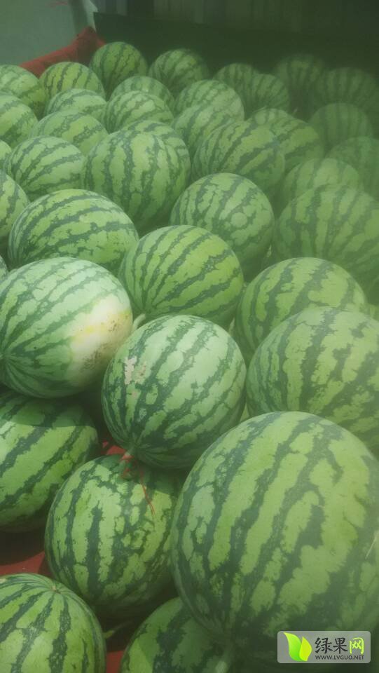 2015年江苏新沂8424西瓜价格