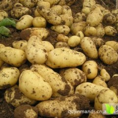 惠民清河江涛5月荷兰十五土豆