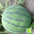 河北清苑县西瓜大量上市