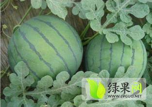 陕西京欣西瓜基地