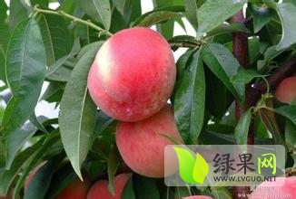 2015大荔蜜桃抓住商机无限