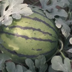 清苑西王王鹏伟5月京欣西瓜