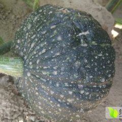 清苑南瓜质量上乘,西王王鹏伟诚信合作