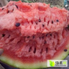 陕西大荔京欣西瓜品质优良