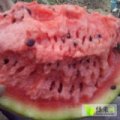 陕西大荔京欣西瓜品质优良