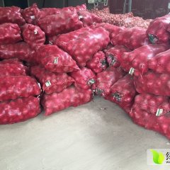 2016通许洋葱收购工作全面开展