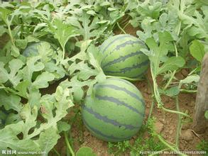 蒲城西瓜火热上市诚信合作