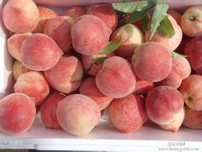 陕西大荔早美桃蜜桃是名优特产