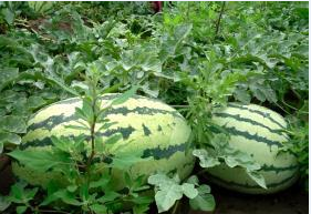 陕西大荔冠龙西瓜著名品种