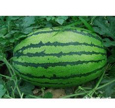 2015大荔西瓜俏销大江南北