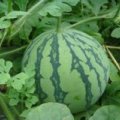 2015大荔西瓜走过路过不要错过