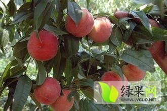 陕西的毛桃产地