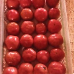 山东任城金鹏西红柿价格适宜