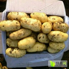 山东泗水县耿家庄-刚出土荷兰十五