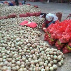 丰县黄皮洋葱品质优良首羡张先国诚信合作