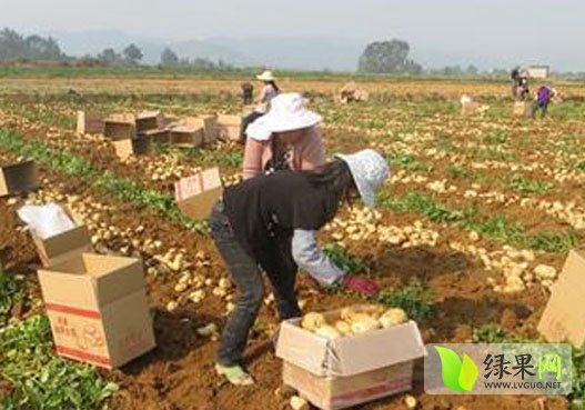 2015年山东滕州露天土豆价格