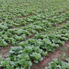 重庆酉阳高山娃娃菜营养丰富