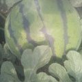 河北清苑花皮无籽西瓜价格行情平稳