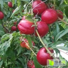 山西临猗518油桃欢迎合作