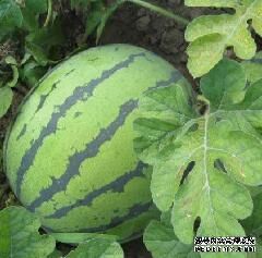 清苑霍全乐西瓜代办