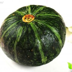 清苑南瓜逐渐升温清凉王计良诚信合作