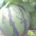 山东省滨州市惠民县麻店镇京欣、双星