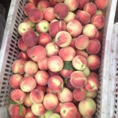 2015宜城大红桃走过路过不要错过