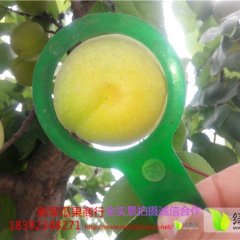 产地供应金寿杏 种植面积大果面好