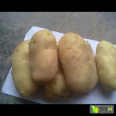 惠民荷兰十五土豆淀粉含量低，味正，个大