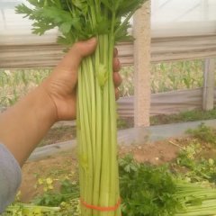 东昌府于集柴文贺5月法国皇后芹菜