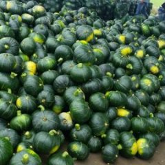 供应青南瓜