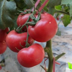 二七嵩山石先生6月黛露 种子西红柿