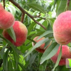 费县油桃火热上市,县驻臧德发诚信合作