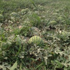 河北献县京欣/龙卷风大量批发