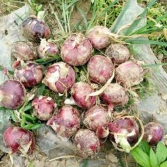 江苏丰县红皮洋葱质量上乘