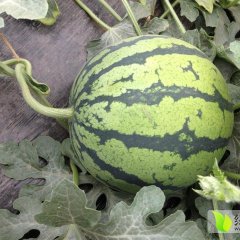 2015大荔西瓜值得出手