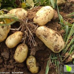 安丘百分马万群6月荷兰十五土豆