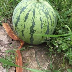 椒江三甲老辛5月8424西瓜